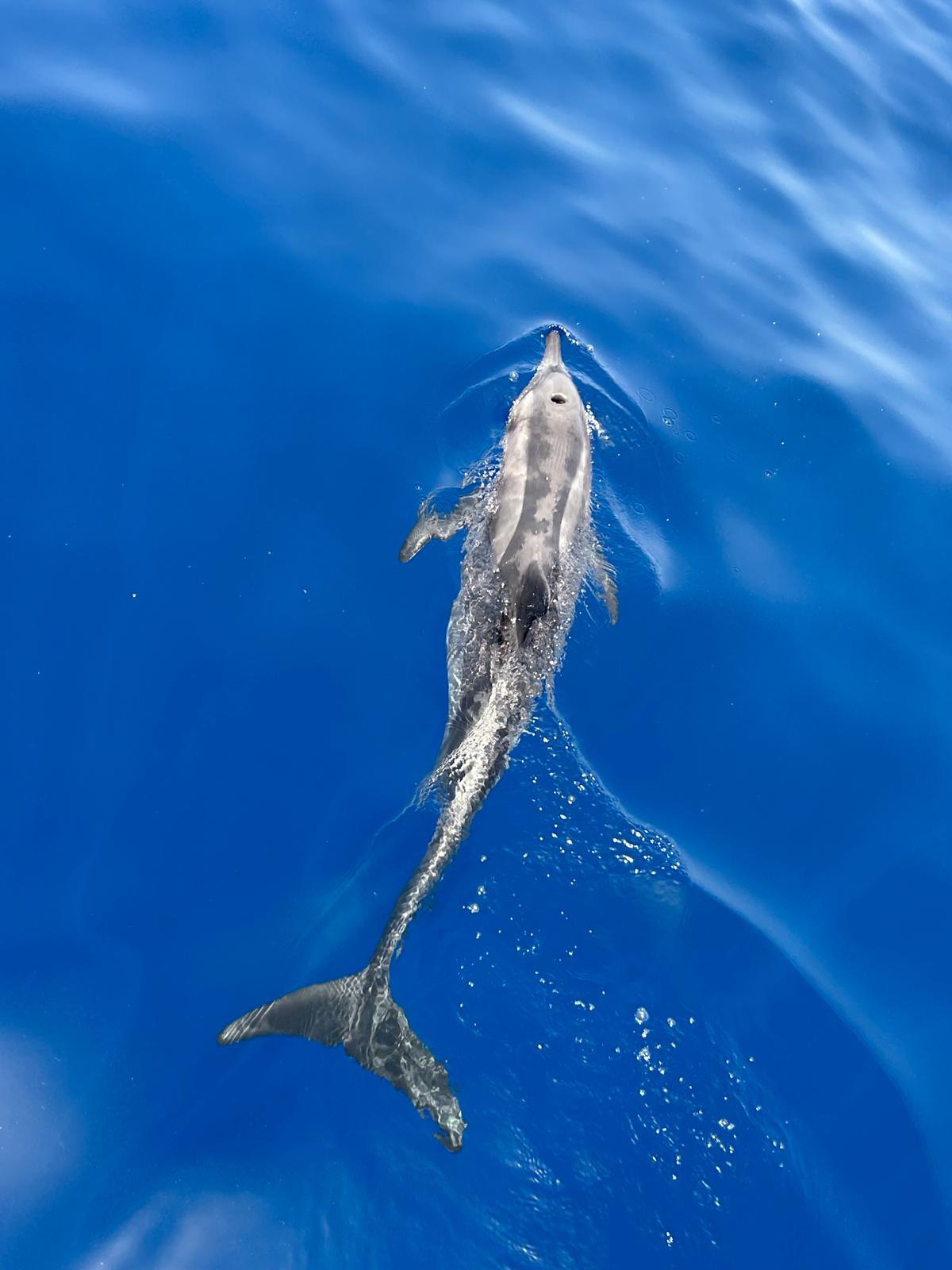 image00020 Extreme Sports Bike